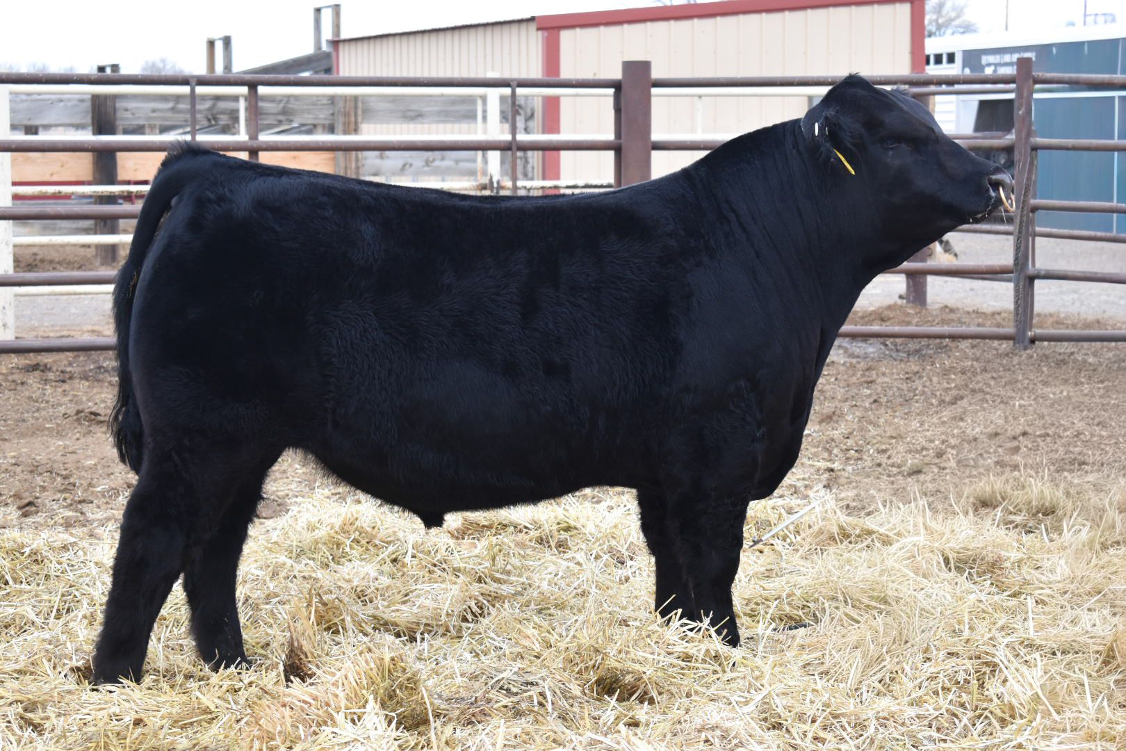 For Sale – Reynolds Land & Cattle