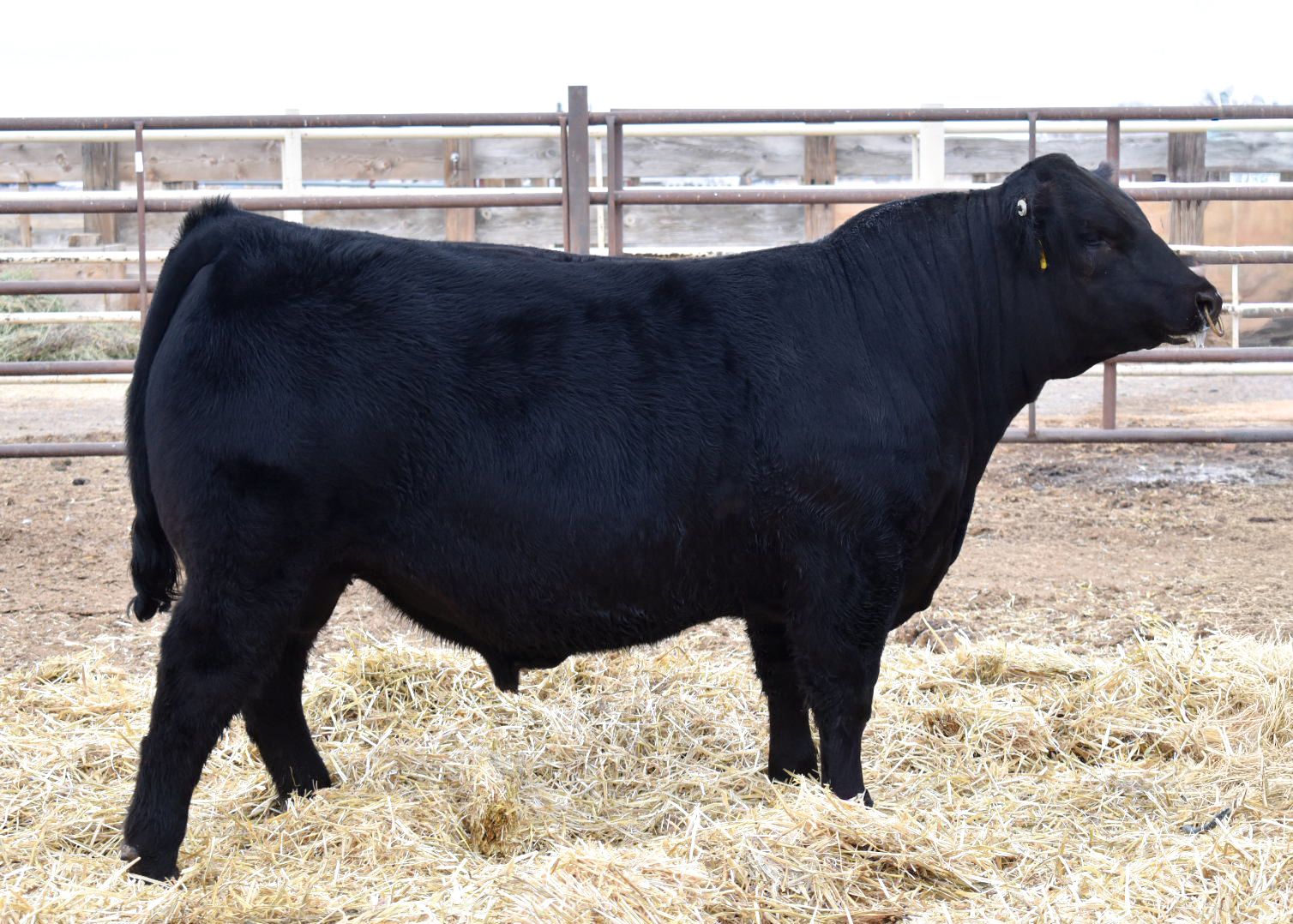 For Sale – Reynolds Land & Cattle